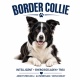 Tasse »Border Collie – Charakterstark & treu«