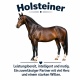 Tasse »Holsteiner – Leistungsbereit, intelligent und mutig«