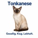 Tasse »Tonkansese – Gesellig. Klug. Lebhaft.«