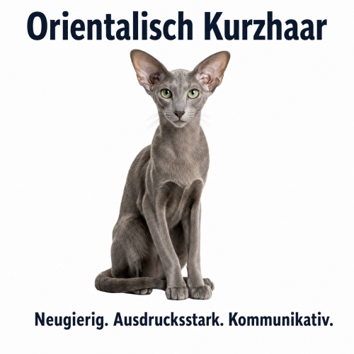 Tasse »Orientalisch Kurzhaar – neugierig...