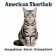 Tasse »American Shorthair – Ausgeglichen. Robust. Unkompliziert.«