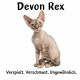 Tasse »Devon Rex – verspielt & verschmust«