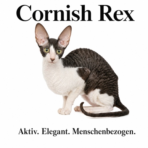 Tasse »Cornish Rex – Aktiv. Elegant....