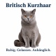 Tasse »Britisch Kurzhaar – Ruhig. Gelassen. Anhänglich.«