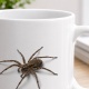 LunaLana® Tasse »Spinne«